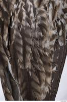 animal skin feather 0023